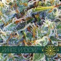 White Widow (Vision Seeds) Feminisoidut
