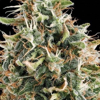 White Widow (Vision Seeds) Feminisoidut