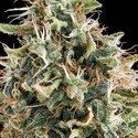 White Widow (Vision Seeds) Feminisoidut