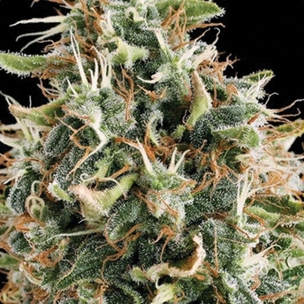 White Widow (Vision Seeds) Feminisoidut