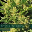 Northern Lights Autoflower (Vision Seeds) Feminisoidut