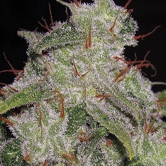 Northern Lights Autoflower (Vision Seeds) Feminisoidut