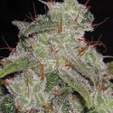 Northern Lights Autoflower (Vision Seeds) Feminisoidut