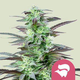 Skunk XL (Royal Queen Seeds) Feminisoidut