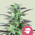 Skunk XL (Royal Queen Seeds) Feminisoidut