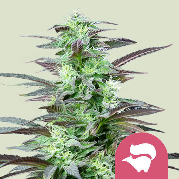 Skunk XL (Royal Queen Seeds) Feminisoidut