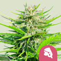 Royal Cheese – nopea kukinta (Royal Queen Seeds), Feminisoidut