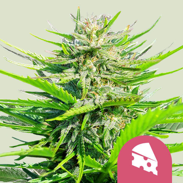 Royal Cheese – nopea kukinta (Royal Queen Seeds), Feminisoidut