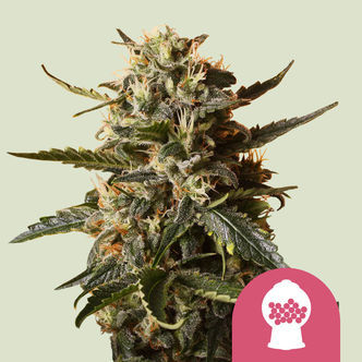 Bubblegum XL (Royal Queen Seeds) feminisoidut kannabiksen siemenet