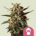 Bubblegum XL (Royal Queen Seeds) Feminisoidut