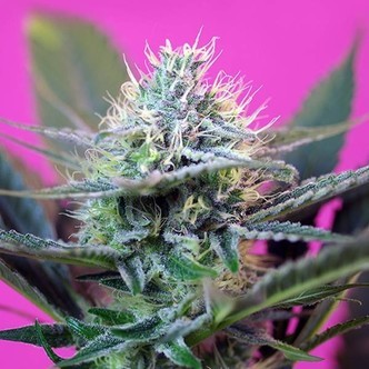 + Speed Auto (Sweet Seeds) feminisoidut