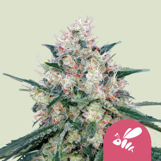 Honey Cream - nopea kukkiminen (Royal Queen Seeds) feminisoitu