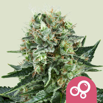 Bubble Kush (Royal Queen Seeds) feminisoidut
