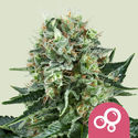 Bubble Kush (Royal Queen Seeds) Feminisoidut