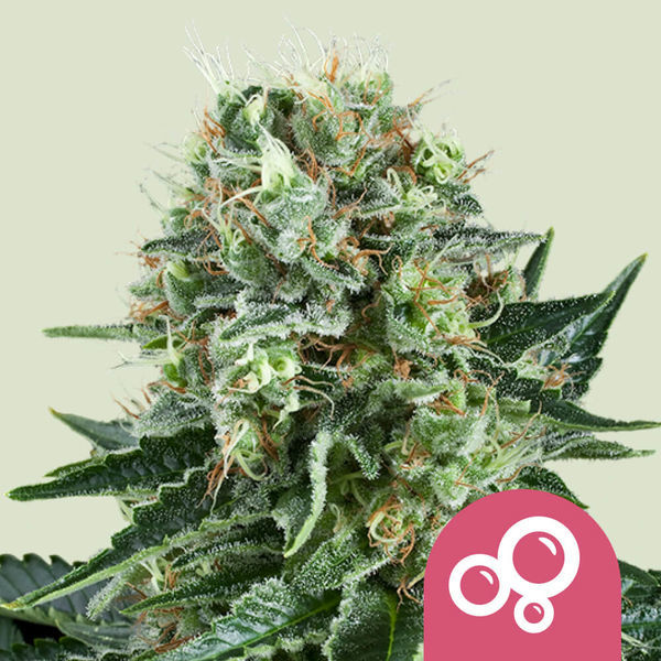 Bubble Kush (Royal Queen Seeds) Feminisoidut