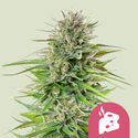 Blue Cheese (Royal Queen Seeds) Feminisoidut