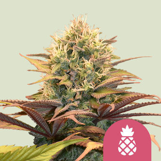 Pineapple Kush (Royal Queen Seeds) feminisoidut kannabiksen siemenet