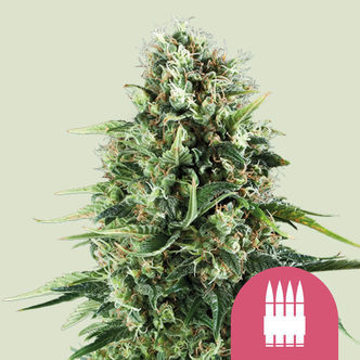 Royal AK (Royal Queen Seeds) feminisoidut kannabiksen siemenet