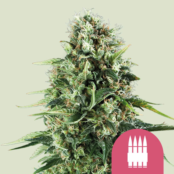 Royal AK (Royal Queen Seeds) Feminisoidut