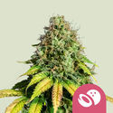 Somango XL (Royal Queen Seeds) Feminisoidut
