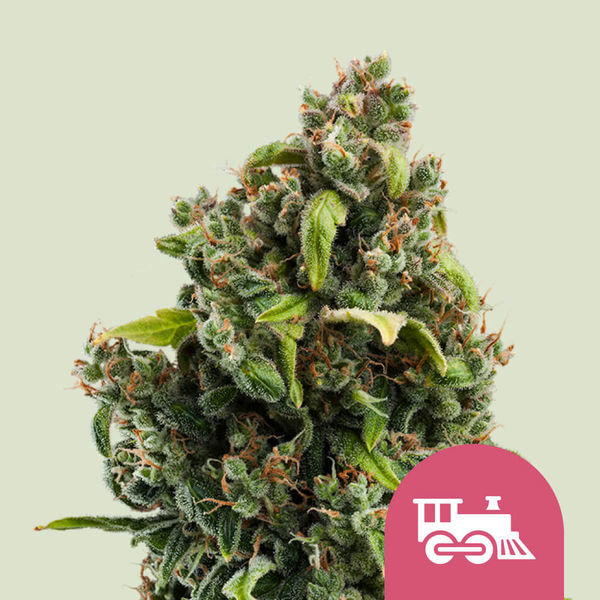 Candy Kush Express – nopeasti kukkiva (Royal Queen Seeds) Feminisoidut