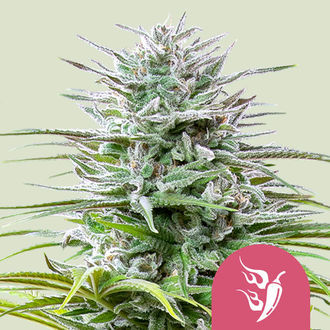 Speedy Chile &ndash; Fast Flowering (Royal Queen Seeds) Feminisoidut