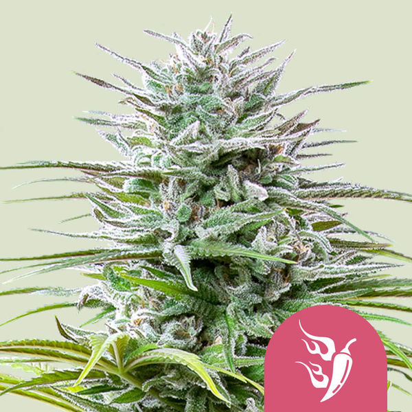 Speedy Chile – Fast Flowering (Royal Queen Seeds) Feminisoidut