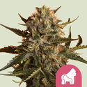 Mother Gorilla (Royal Queen Seeds) Feminisoidut