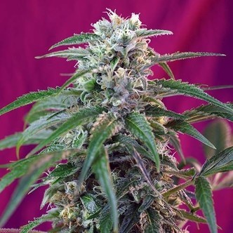 Green Poison Auto (Sweet Seeds) feminisoidut