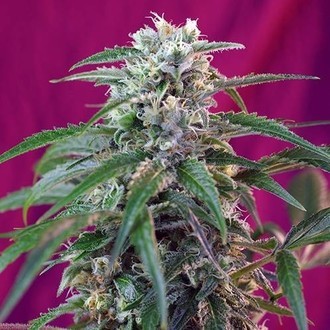 Green Poison Auto (Sweet Seeds) Feminisoidut siemenet