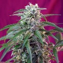 Green Poison Auto (Sweet Seeds) Feminisoidut siemenet