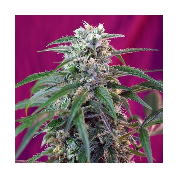 Green Poison Auto (Sweet Seeds) Feminisoidut siemenet