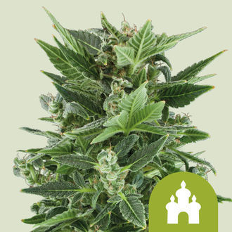 Royal Kush Autoflower (Royal Queen Seeds) Feminisoidut