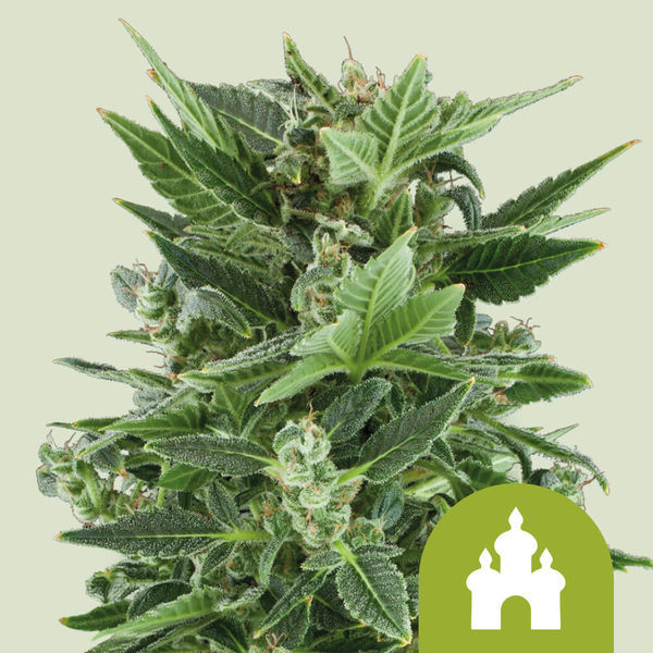 Royal Kush Autoflower (Royal Queen Seeds) Feminisoidut