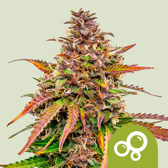 Bubble Kush Autoflower (Royal Queen Seeds) Feminisoidut