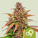Bubble Kush Autoflower (Royal Queen Seeds) Feminisoidut