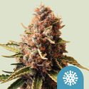 Euphoria (Royal Queen Seeds) Feminisoidut