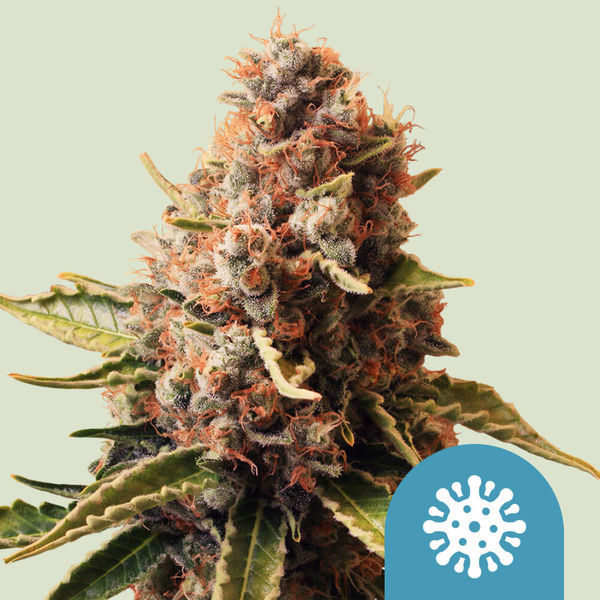 Euphoria (Royal Queen Seeds) Feminisoidut
