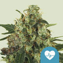 Medical Mass (Royal Queen Seeds) Feminisoidut