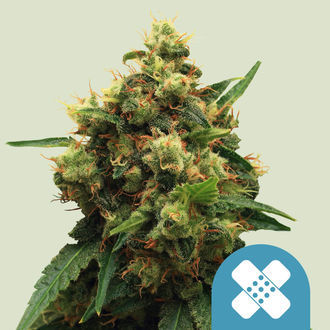Painkiller XL (Royal Queen Seeds) Feminisoidut