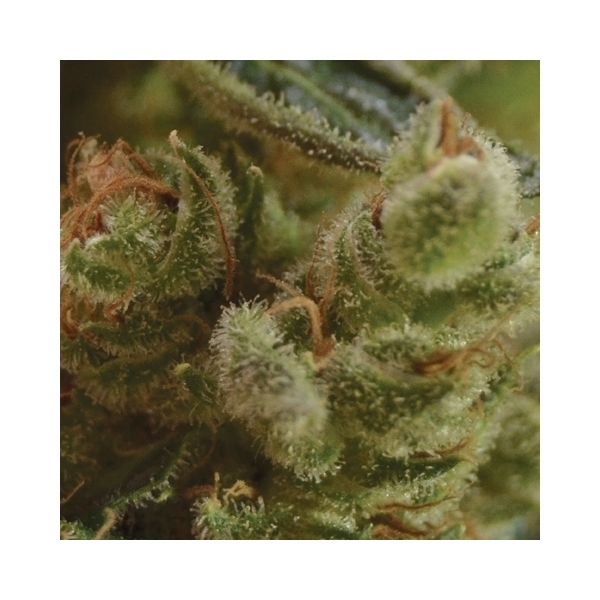 One To One (CBD-siemenet) Feminisoidut