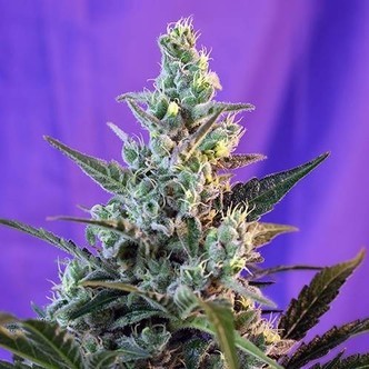 Sweet Skunk Auto (Sweet Seeds) feminisoidut