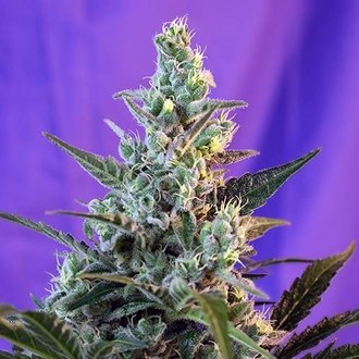 Sweet Skunk Auto (Sweet Seeds) Feminisoidut