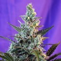 Sweet Skunk Auto (Sweet Seeds) Feminisoidut