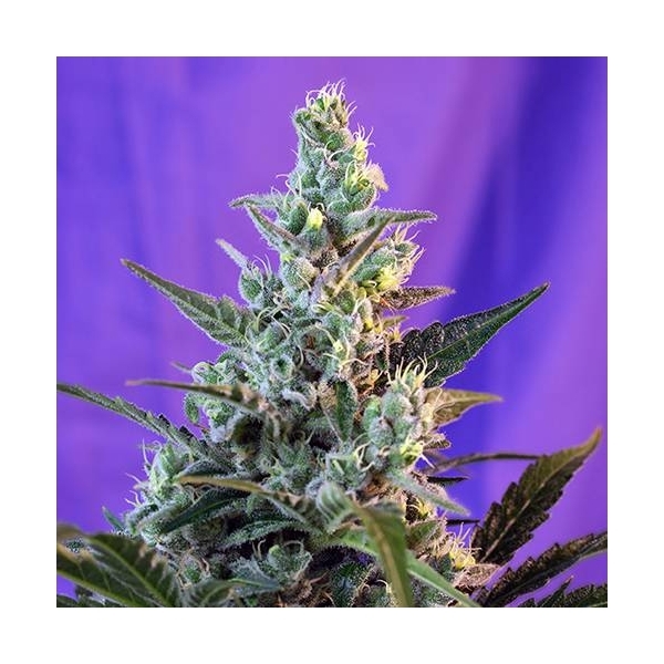 Sweet Skunk Auto (Sweet Seeds) Feminisoidut