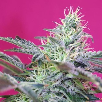 Sweet Cheese Auto (Sweet Seeds) feminisoidut