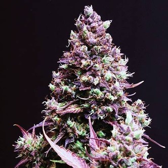 Cream Caramel Auto (Sweet Seeds) feminisoitu