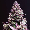 Cream Caramel Auto (Sweet Seeds) Feminisoidut