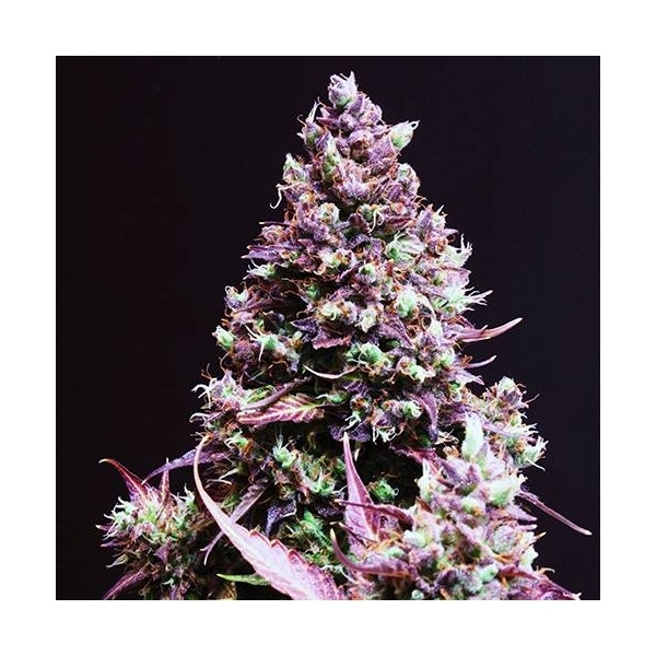 Cream Caramel Auto (Sweet Seeds) Feminisoidut