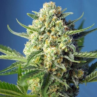 S.A.D. Auto (Sweet Seeds) Feminisoidut